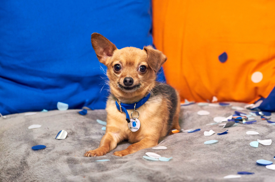 Chihuahua smiling at the camera laying on a bed with confetti  