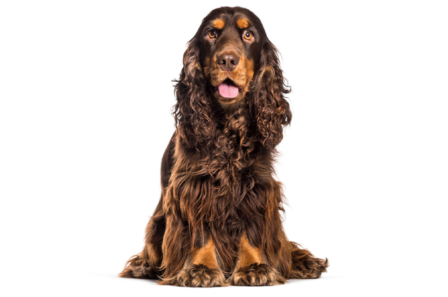 Show cocker spaniel with a white background