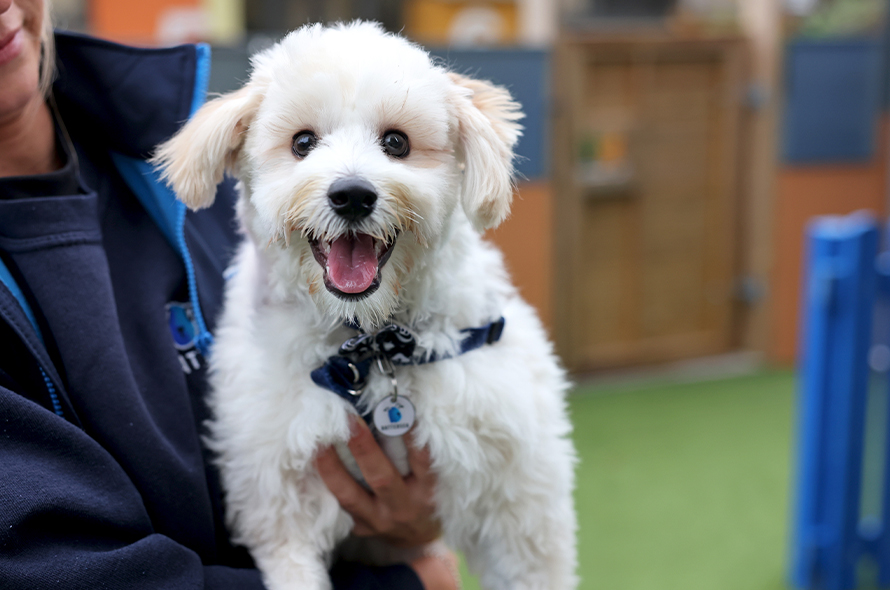 Small white dog looking at camera