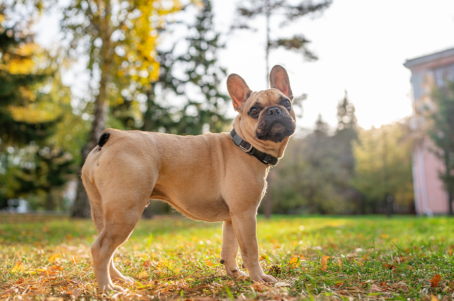 Stock image of French Bulldog with screw tail