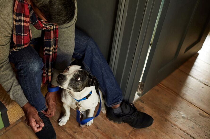 A dog looks expectantly at it's owner as they tie their shoes on a the staircase