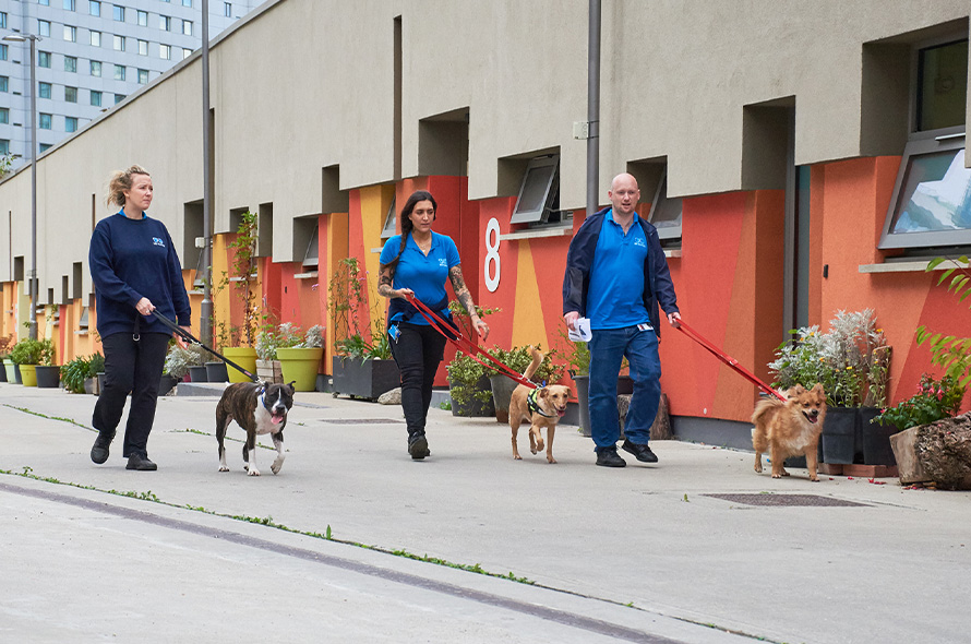 Three dogs walking together on lead