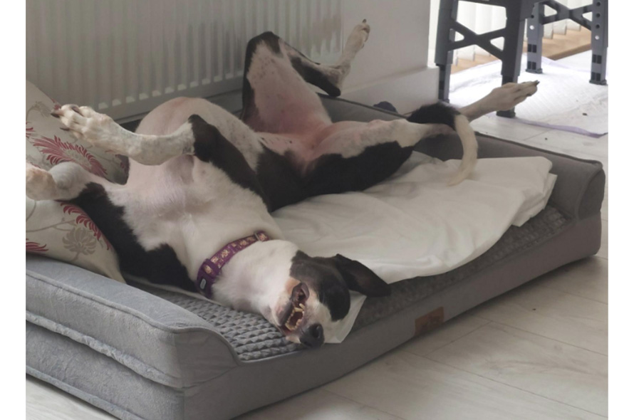 Lurcher asleep on their back on a dog bed