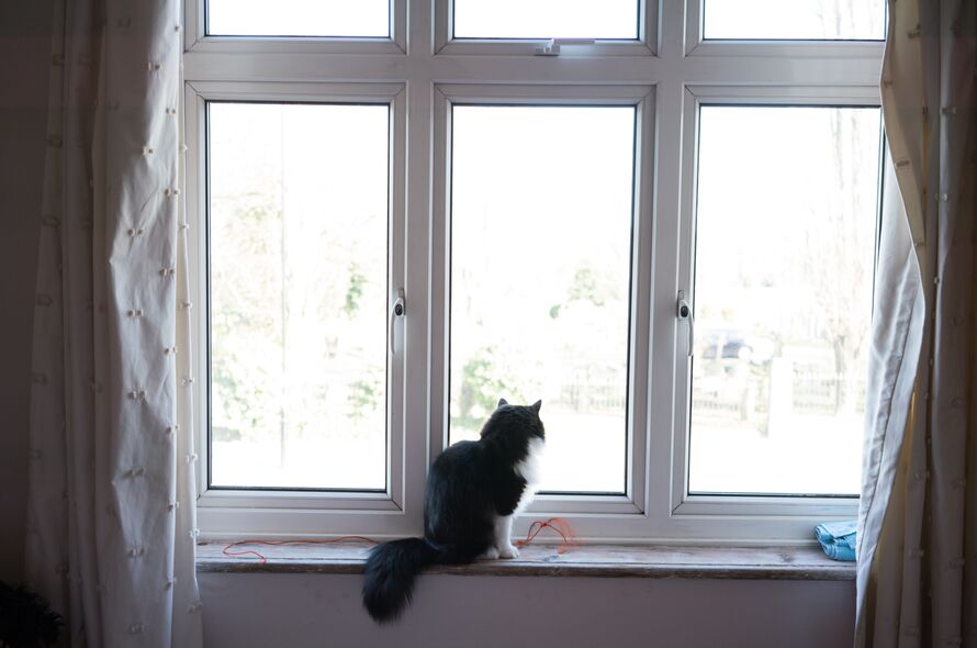 Black and white fluffy cat sitting on window sill looking out the window