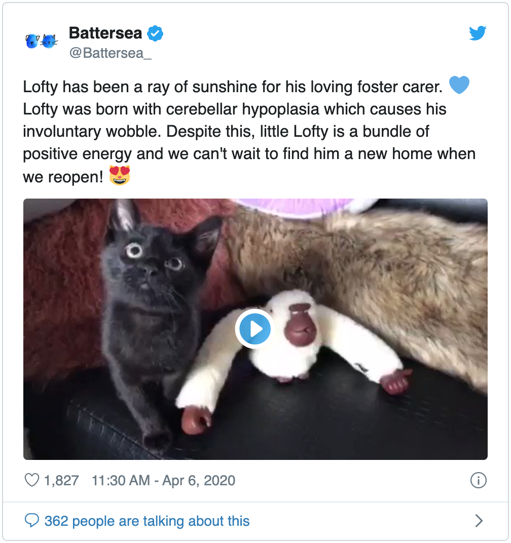 Twitter screenshot of Lofty the black kitten