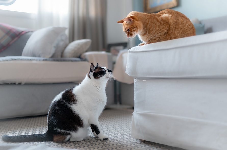 Two cats looking at each other