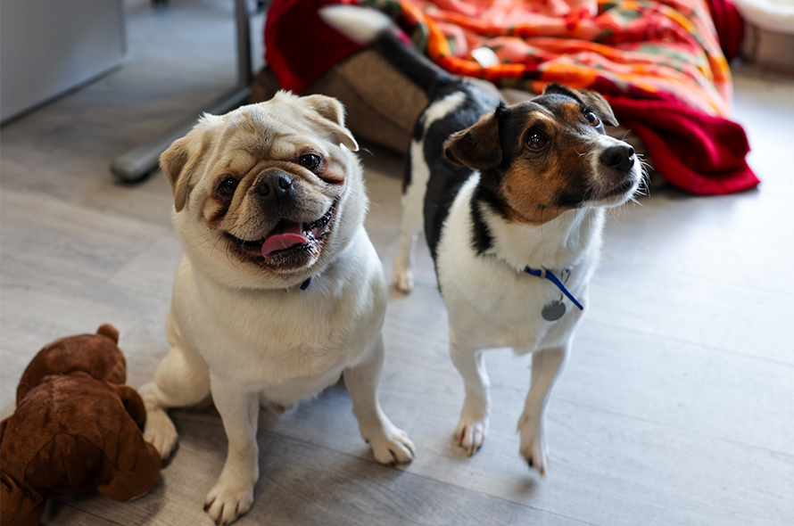 Two dogs looking at the camera