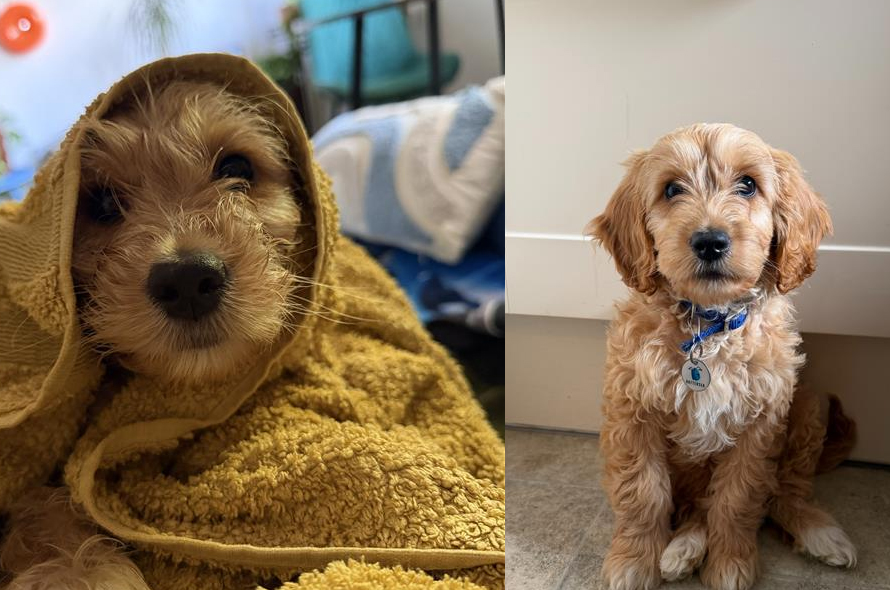 Two dogs sitting looking at the camera
