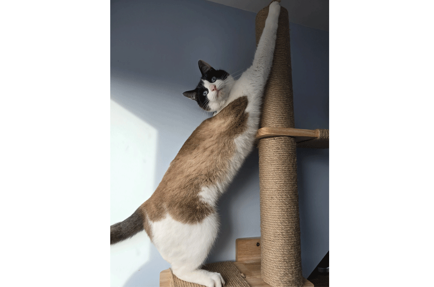 cat stretching out on a pole.