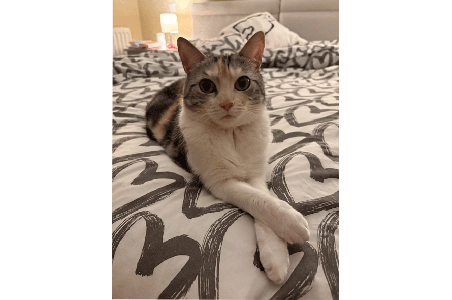 A white mixed cat looking at the camera. 
