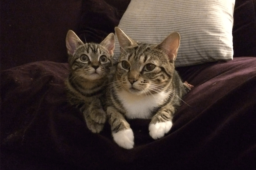 2 cats laying on a couch.