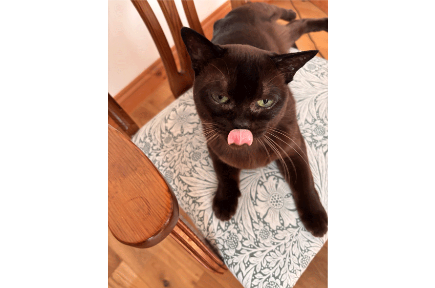 Black cat licking lips.