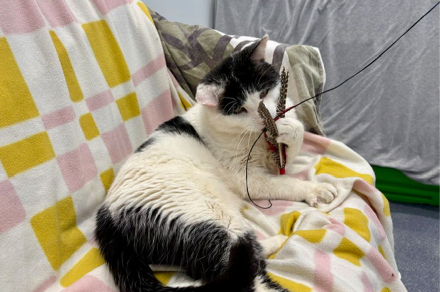 White and black cat playing with fish toy.