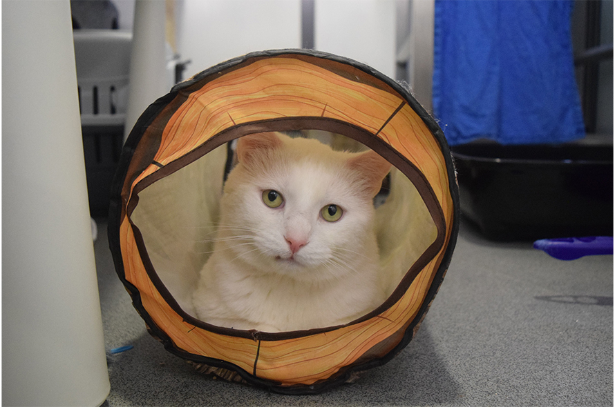 White cat inside an orange tunnel.