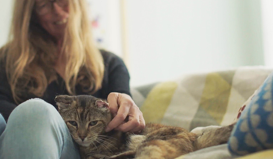 Cat being stoked by its owner on a sofa