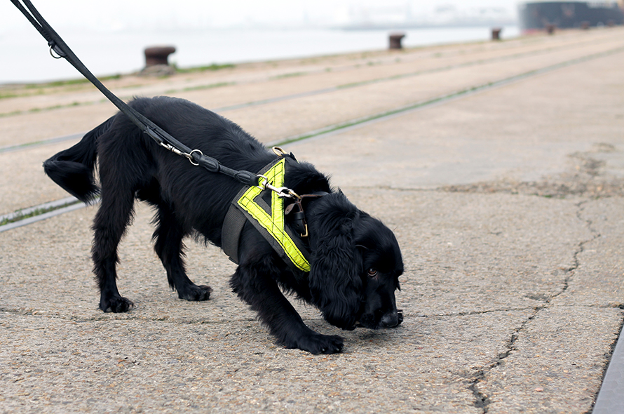 Working cocker spaniel sniffing the ground