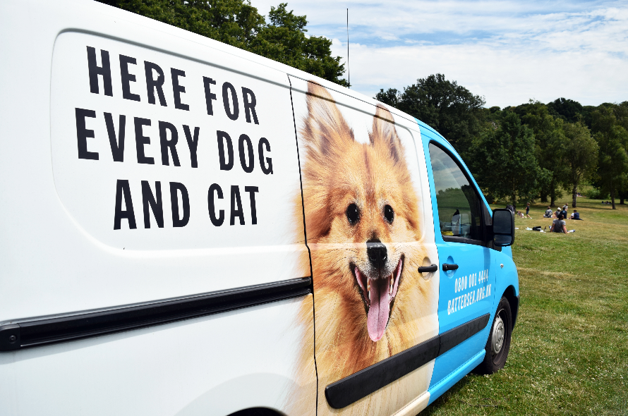 Travelling with cats  Battersea Dogs & Cats Home