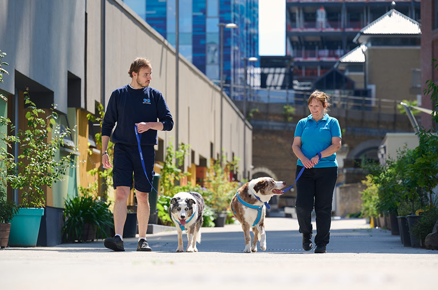 Two Battersea Canine team members walking two dogs around Battersea paddocks with green sensory enrichment areas.