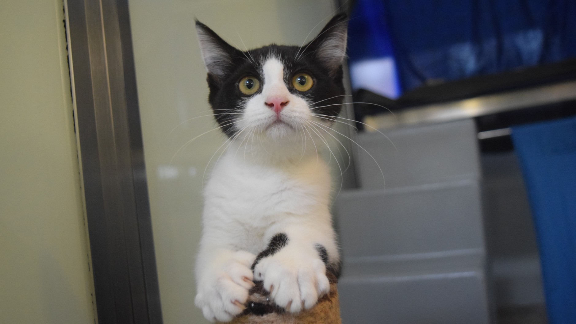 Black and white cat on a pole,