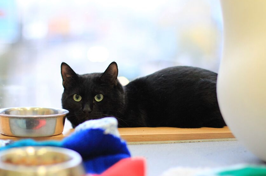 Why does my cat always put his toys in his food bowl? : r/cats