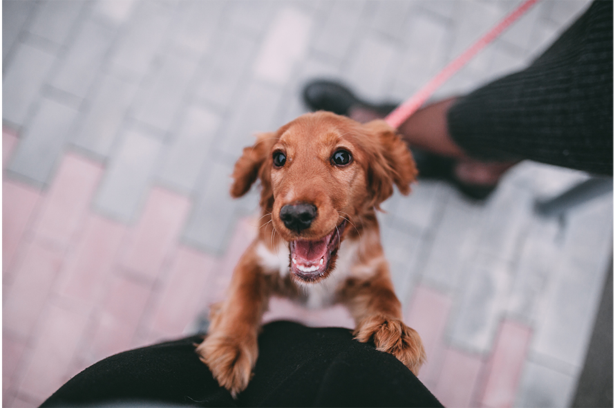 Small brown dog looking at owner.