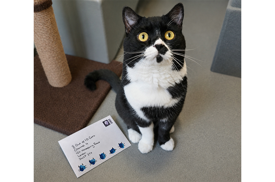black and white cat with letter