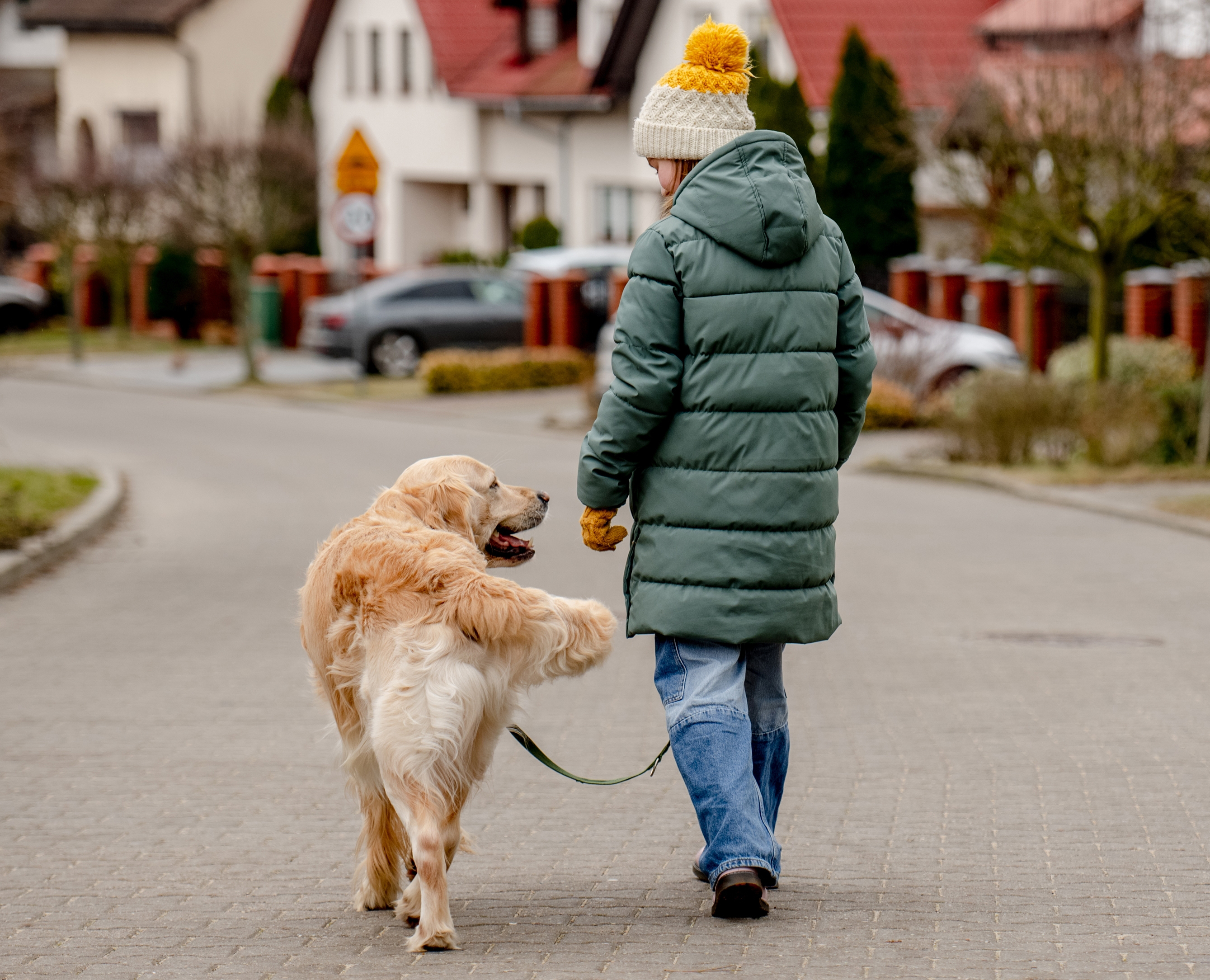 dog calming walking on lead with owner.