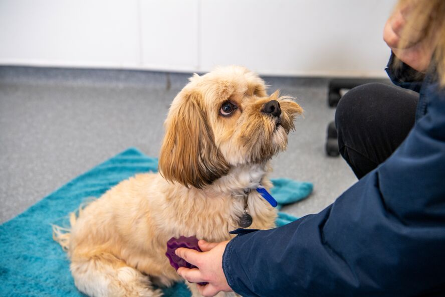 Small dog being trained by a Battersea staff member