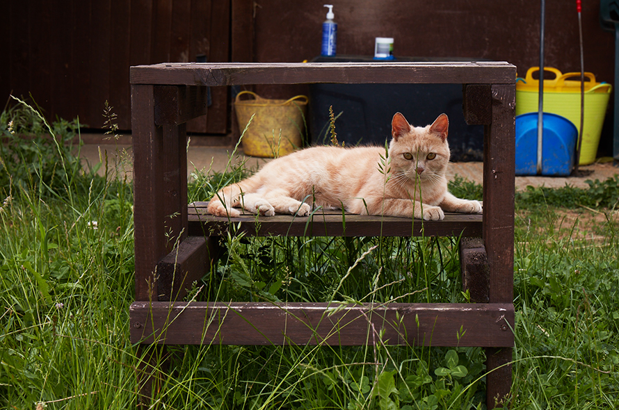 Ginger cat lying under a bench in a garden