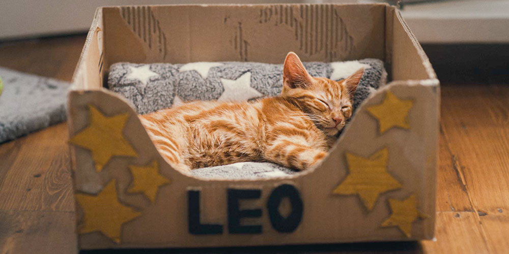 Ginger cat Leo sleeping on a starry blanket in a box that has LEO written at the front and hand-drawn stars