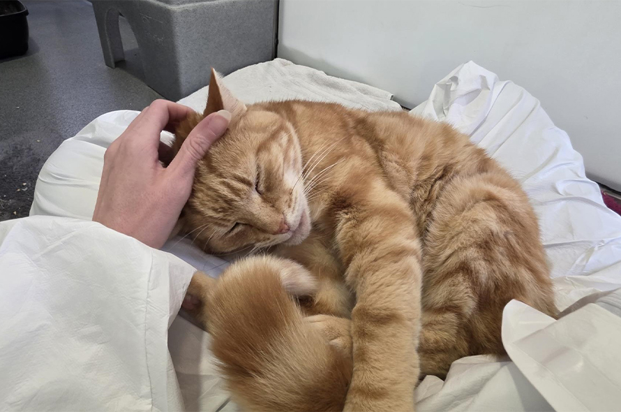Orange cat curled up and sleeping.