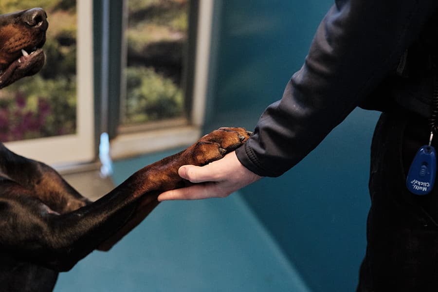 A dog lifts his paw up for a human to hold.