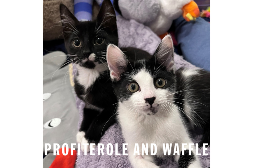 Two black and white kittens on a cat bed