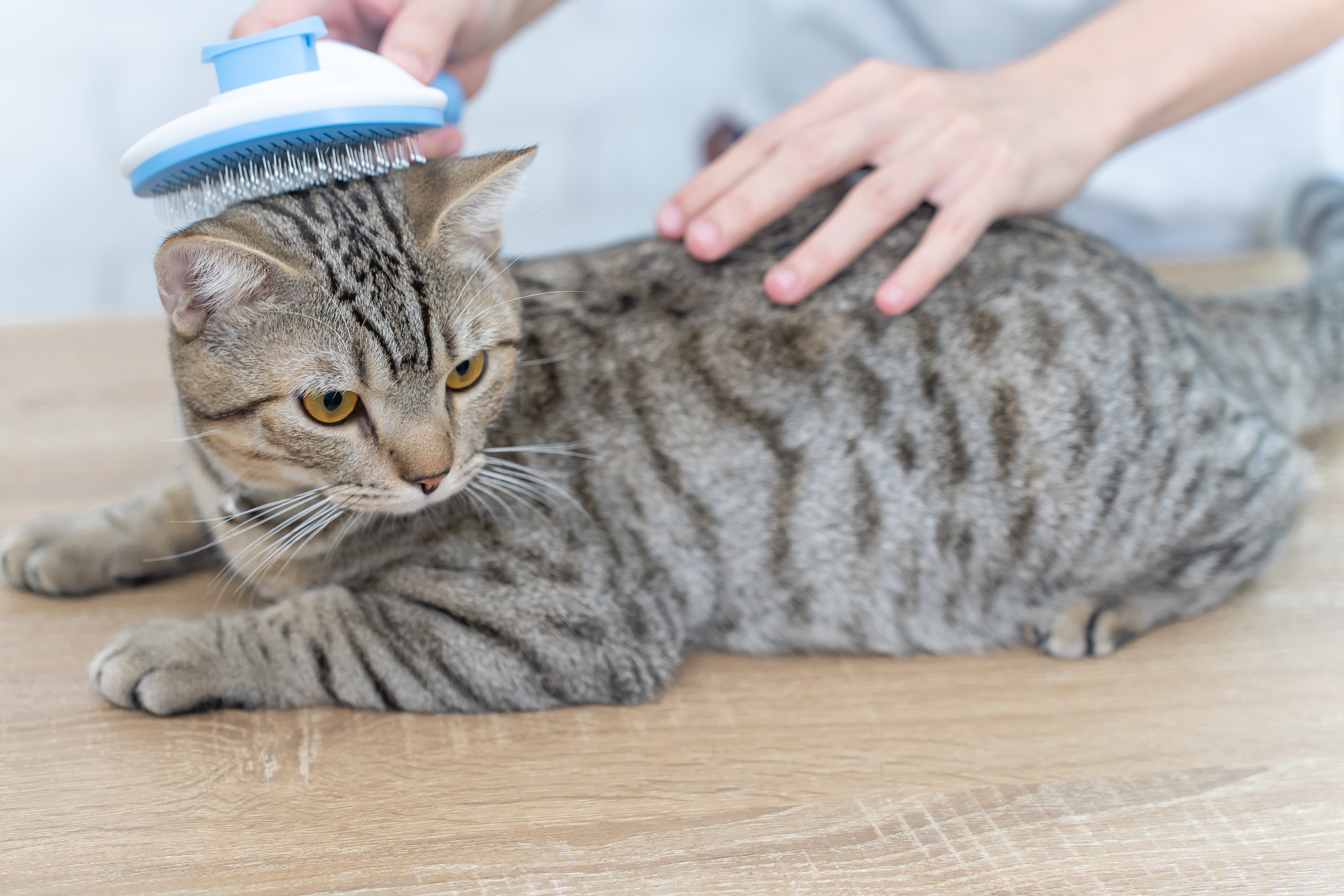 Short haired cat getting brushed. 
