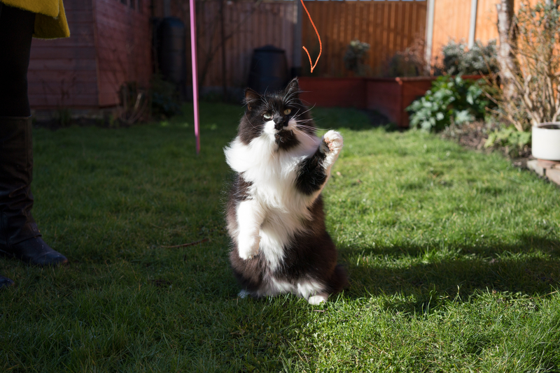 Cat outside playing in the shade
