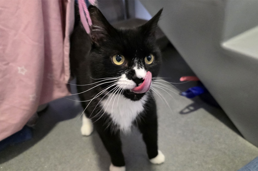 White and black cat licking lips.