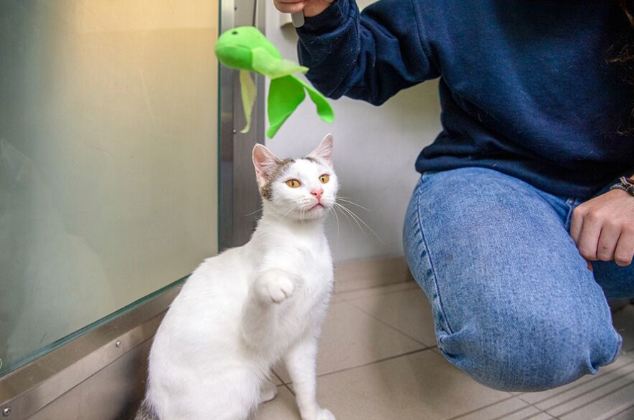 https://www.battersea.org.uk/sites/default/files/inline-images/white%20cat%20playing%20with%20green%20toy.png