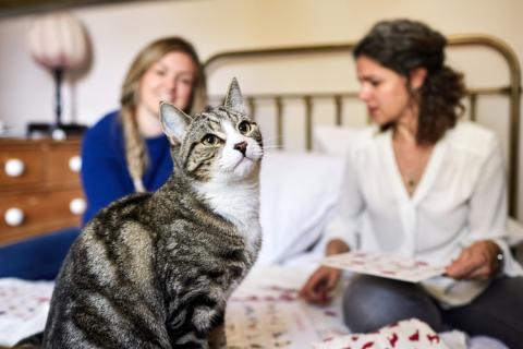 Create your own pet memorial - Digitas