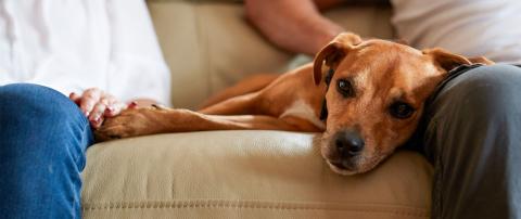 Rehoming a Battersea dog