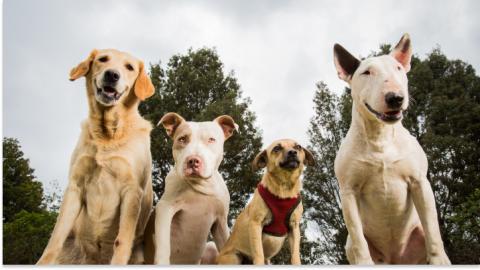 finding the right rescue dog for you