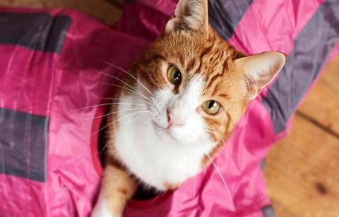 Rehoming a Battersea cat 