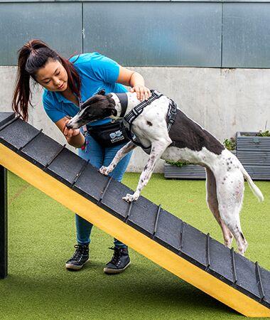 Rehoming
