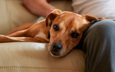 Rehoming a Battersea dog