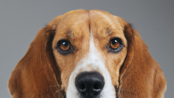 Meet some OF THE dogs in our care
