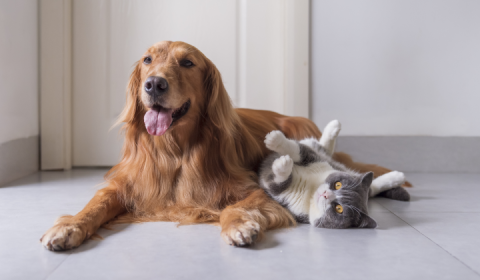 BATTERSEA STORIES