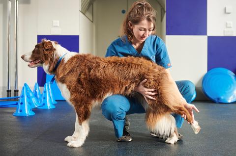 Meet some OF THE dogs in our care