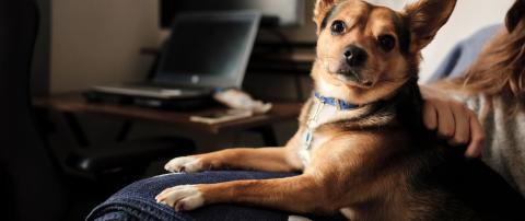 Pet Friendly Properties