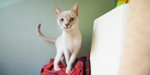 Donate - cat
