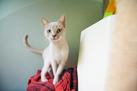 Donate - cat