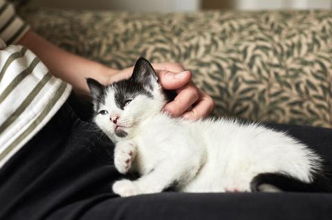 SLIDE - Homepage - Campaigning - Cat